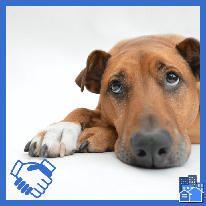 Brown Dog with white paws and two hands shaking in agreement on the assistance animal